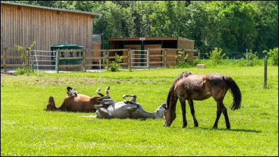 Combien de temps passe un cheval à manger ? (un jour = 24 heures)