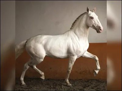 Quelle est la race de ce cheval ?