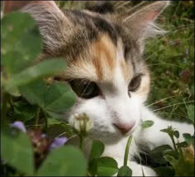 Qui sont ses surs ? (2)