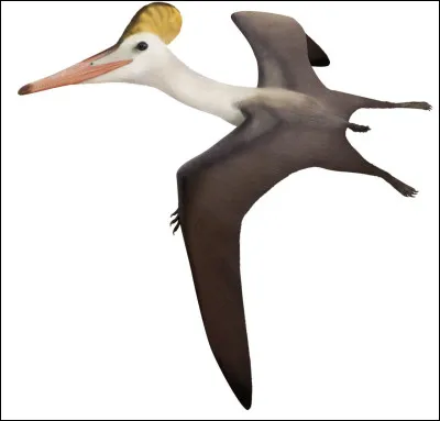 Parmi ces trois dinosaures, lequel volait ?