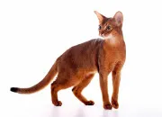 Test Ton chat en dix questions !