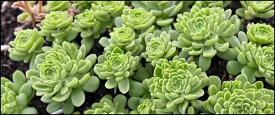 Veux-tu qu'il y ait des plantes en fond ?