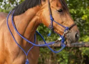 Quiz Les chevaux dans la Prhistoire et lHistoire ancienne