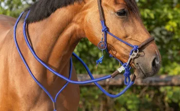 Quiz Chevaux