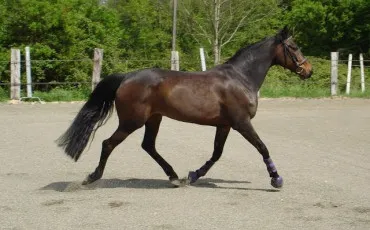 Quiz Equitation