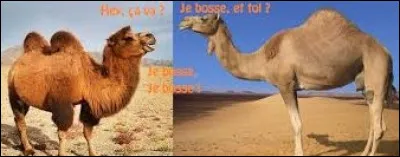 De ces deux animaux, lequel n'a qu'une bosse ?