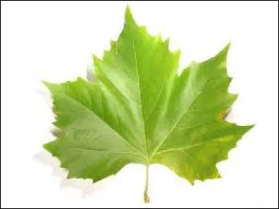 De quel arbre est issu cette feuille ?