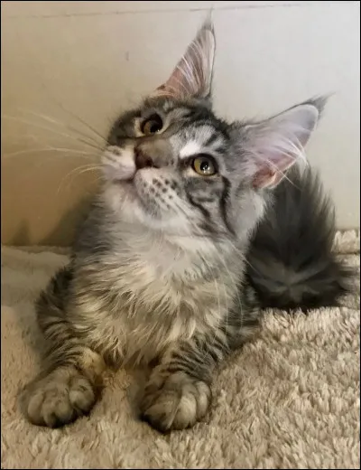 Dans quel pays les chats étaient-ils sacrés et même momifiés a la mort de leurs propriétaires ?