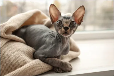 Pourquoi dit-on que les chats sont égoïstes ?