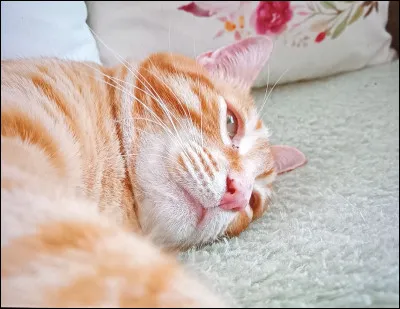 Est-ce que ce sont les chiens ou les chats les plus appréciés ?