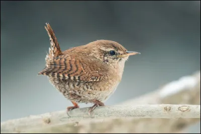 Quel adjectif va si bien à cet oiseau ?