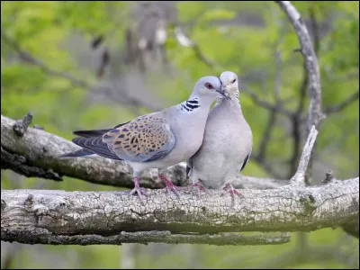 Qu'associe-t-on à ce couple ?