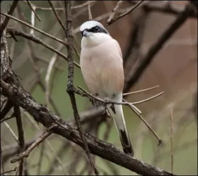Il est normal de se distraire dans un quiz : c'est un jeu, mais soyons sérieux un instant. Des oiseaux sont en danger pour de multiples raisons : on comptabilise 10 espèces en déclin ou en voie de disparition en France.
Je représentais l'une de ces espèces, je suis ... qui vous alerte depuis l'au-delà, oui, moi j'ai disparu depuis 5 ans déjà (en France).