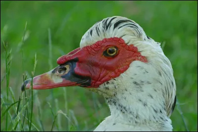 Dans une expression chiffrée de quoi le volatile peut-il être affublé ?