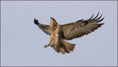 Autrefois, selon les fauconniers, on considérait que j'étais stupide au point de me faire injure en employant une expression soulignant ma stupidité !