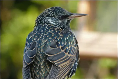 Quelle est la grande capacité de cet oiseau qualifié d'étourdi et que l'on voit dans le ciel en grandes formations paraissant désordonnées ?