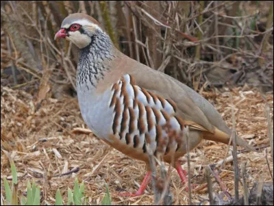 Il peut être gris ou rouge, et son nom entre dans une expression soulignant...