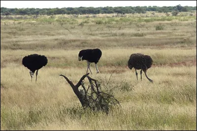 Que prétend-on quand on voit ces oiseaux du genre Struthio ?