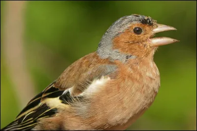 Quel caractère m'attribue-t-on, moi, oiseau chanteur autrefois élevé en cage ?