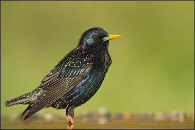 De quoi parle-t-on quand on introduit cet oiseau dans une expression désignant une chose de peu de valeur ?