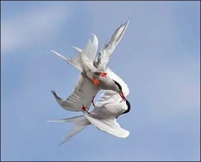 Cet oiseau élégant et grand migrateur avec 70 000 km au compteur durant ses déplacements est de moins en moins présent sur la pointe bretonne...