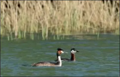 Par quoi est menacée l'existence de la grèbe jougris en France ?