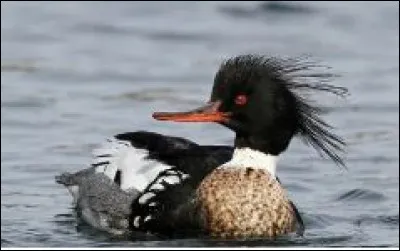 Sur la liste rouge des espèces menacées : le ... huppé au style certain et à la mine malicieuse !