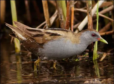 D'après la photo, quel type d'habitat la marouette poussin, un petit ..., peut-elle bien fréquenter ?