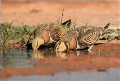Comme ils sont beaux ces oiseaux terrestre ! allez les voir dans les Bouches-du-Rhône avant qu'ils ne disparaissent.
Comment les gangas catas aiment-ils vivre ?