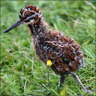 Oiseau qui tire son nom du bec qu'il arbore : la ... des marais.
Et maman vous présente son poussin.