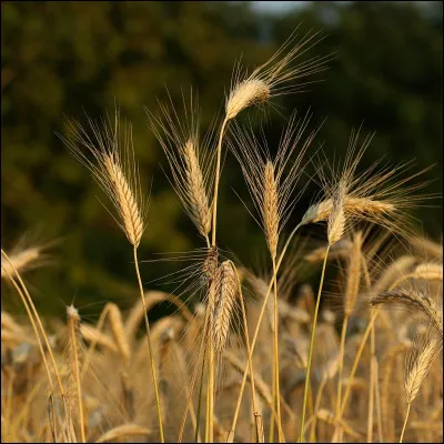 Quels aliments ultra-populaires ont été créés par erreur en 1894, quand deux frères voulaient faire des céréales diététiques et ont laissé du blé cuit devenir rassis ?
