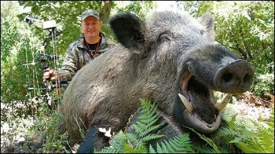 Dans quel pays dont la capitale est Ankara, le sanglier Attila vit-il principalement ?