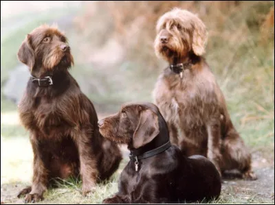 Le pudelpointer est-il un chien darrêt britannique ou continental ?
