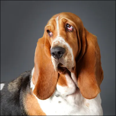 Quest-ce quun chien couchant ?