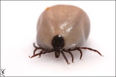 Combien de temps une tique doit-elle restée piquée sur le chien pour transmettre la piroplasmose ?