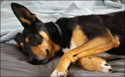 Quest-ce quun chien « corniaud » ?