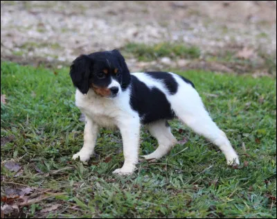 Quand dit-on quun chien est né anoure ?