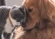 Quiz Chat ou chien ?