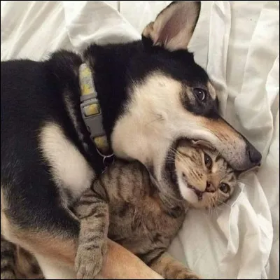 Ils sont aussi connus comme "meilleurs amis de lHomme"