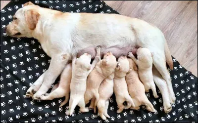 La gestation est de 2 mois :
