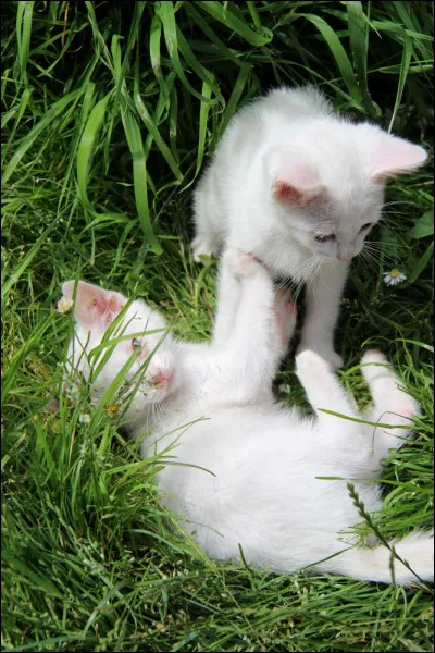 Il en existe à létat sauvage :