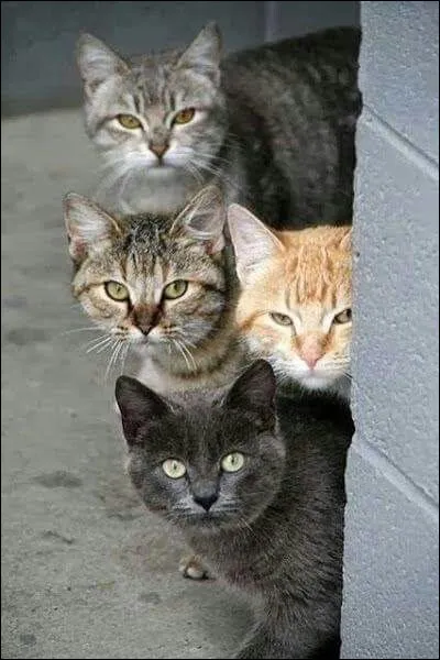 Il est le plus promené en laisse :