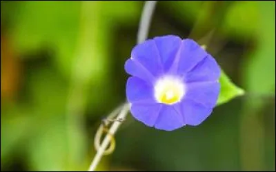 De quel clan est Fleur de l'Aube ?