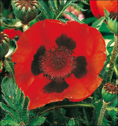 De quel clan est Fleur de Pavot ?