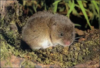 De quel clan est Poil de Campagnol ?