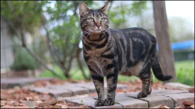 De quel clan est Plume Noire ?