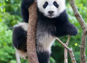 Quiz Nature et animaux