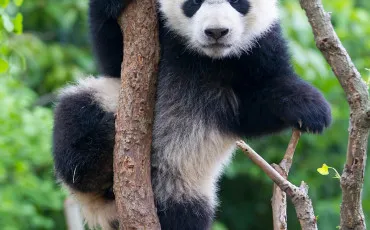 Quiz Animaux