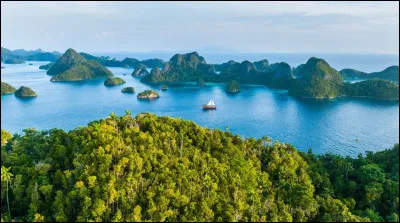 Quelle est la taille de la guêpe tropicale d'Indonésie ?