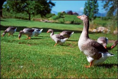 Quel est le cri de l'oie ?